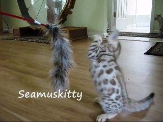 Snow Bengal kitten magic!