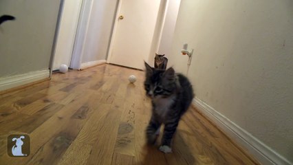 Kitten freaks out at sneeze - Awkward Pet Moments