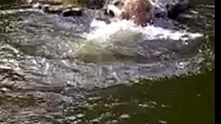 Löwe fällt ins Wasser und wird von Artgenossen getröstet