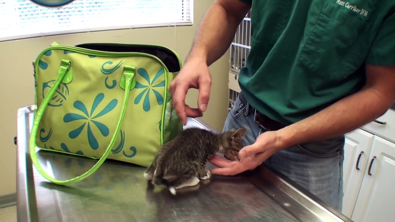 Tiny Kitten Barely Survives