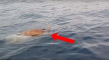Una Coppia In Kayak Nota 'qualcosa' Nell'acqua: Ciò Che Fanno è Da EROI
