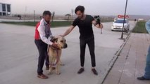 Aksaray - Şovmen Hayrettin'in, 'Aksaray Malaklısı' Köpeğiyle Sahnede Zor Sınavı