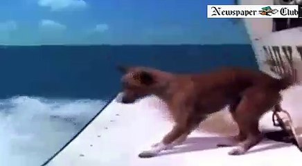 Dolphin saves dog life