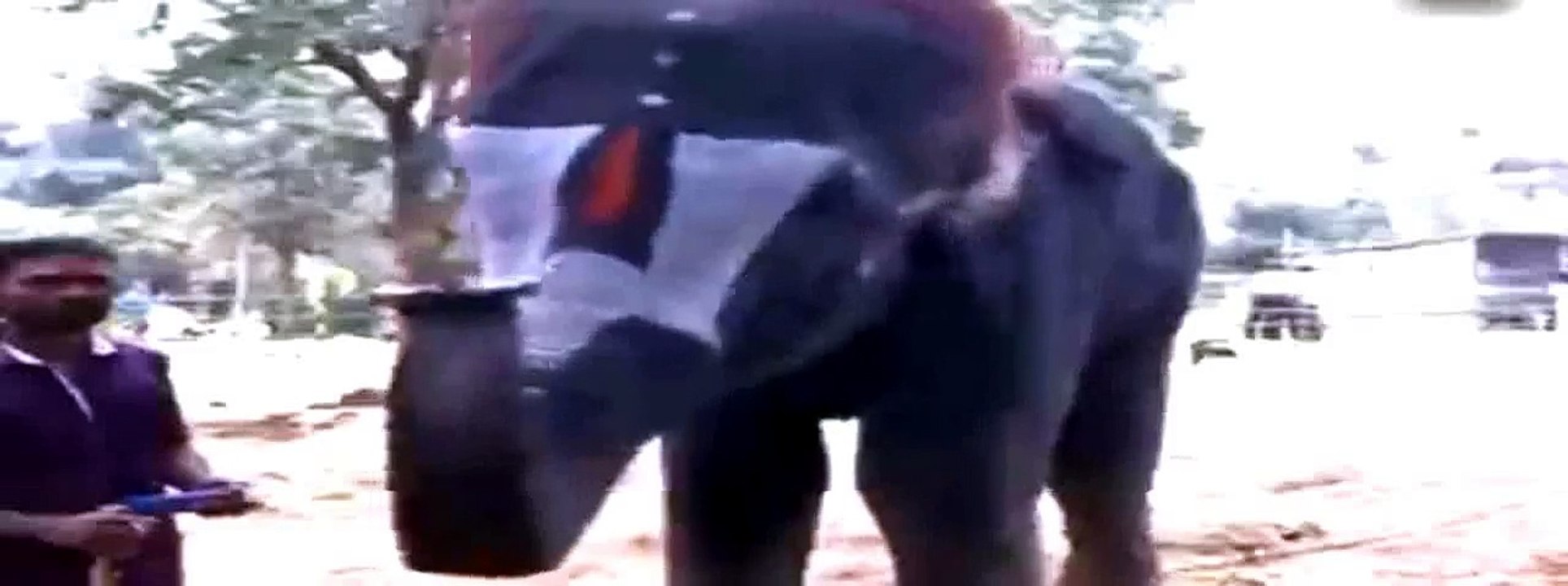 Elephant in Tamilnadu Plays Mouth Organ, Amuses People