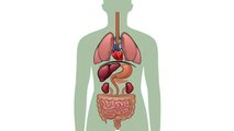 in islam fasting What happens to your body