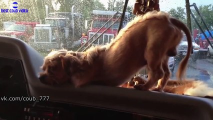 Best COUB. Подборка недели #62