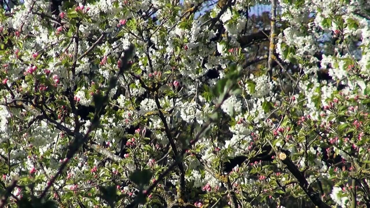 CEP - Société naturelle ou artificielle ? La démocratie est-elle compatible avec une société naturelle ? - Claude Polin