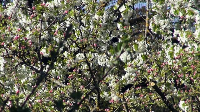 CEP - Société naturelle ou artificielle ? La démocratie est-elle compatible avec une société naturelle ? - Claude Polin