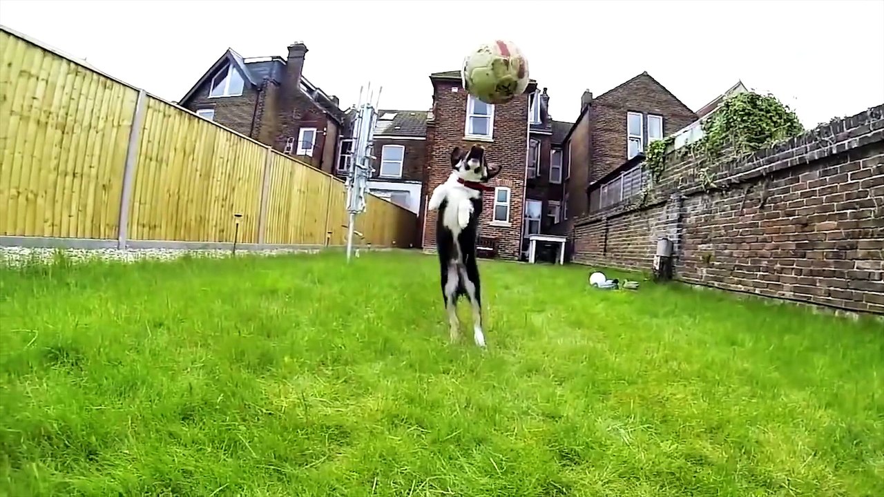 Funny  Animals-Dogs Who Fail At Being Dogs