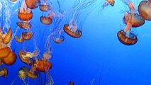 sea nettle jelly #2, monterey bay aquarium