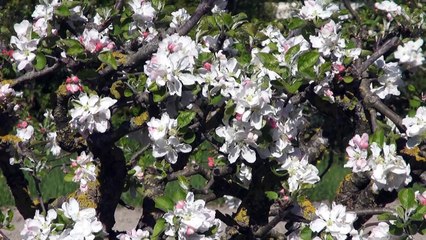 CEP - Société naturelle ou artificielle ? Pas de société sans amitié, ou l'oubli moderne d'une évidence - Claude Verger