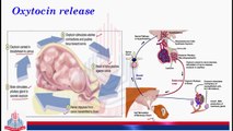Posterior Lobe  and its hormones ( Oxytocin )
