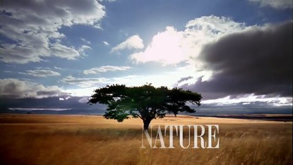 NATURE | Cold Warriors: Wolves and Buffalo Preview | PBS
