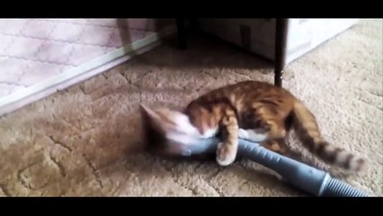 Combat : Chat Vs Aspirateur