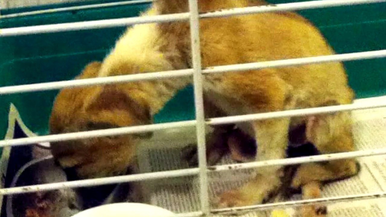 Une petite fille adopte un chien malade voué à la mort.