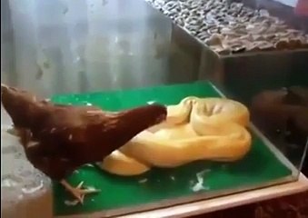 Yılan Kocaman Tavuğu Bir Anda Yuttu!