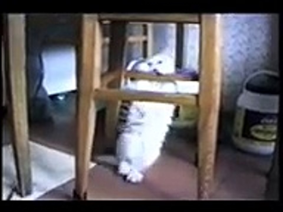 funny cats (3)