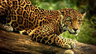 Jaguar attack in Mexico