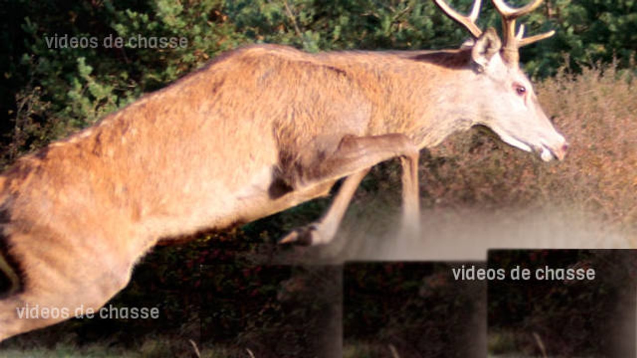 Cerf en vol