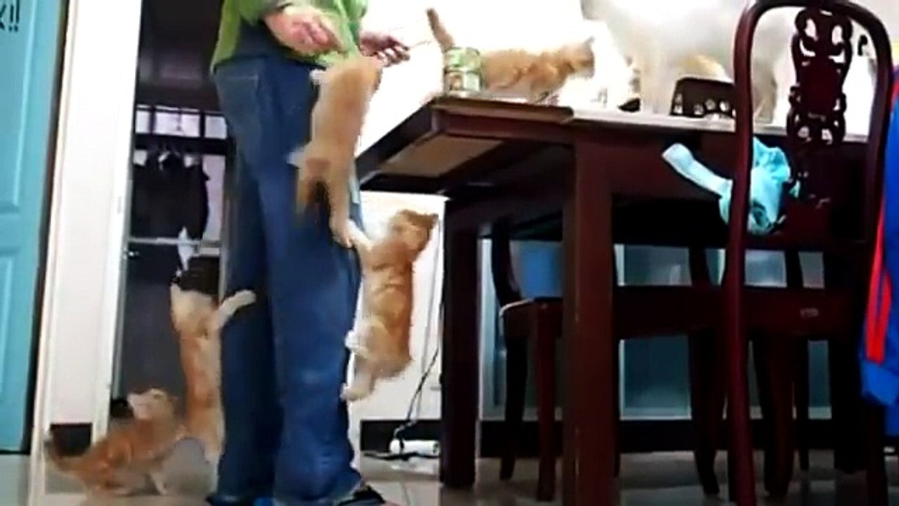 Cat Compilation - Top 2013 - Funny Moments with Cats