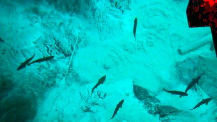 At Kitch-iti-kipi Springs in the Upper Peninsula of Michigan