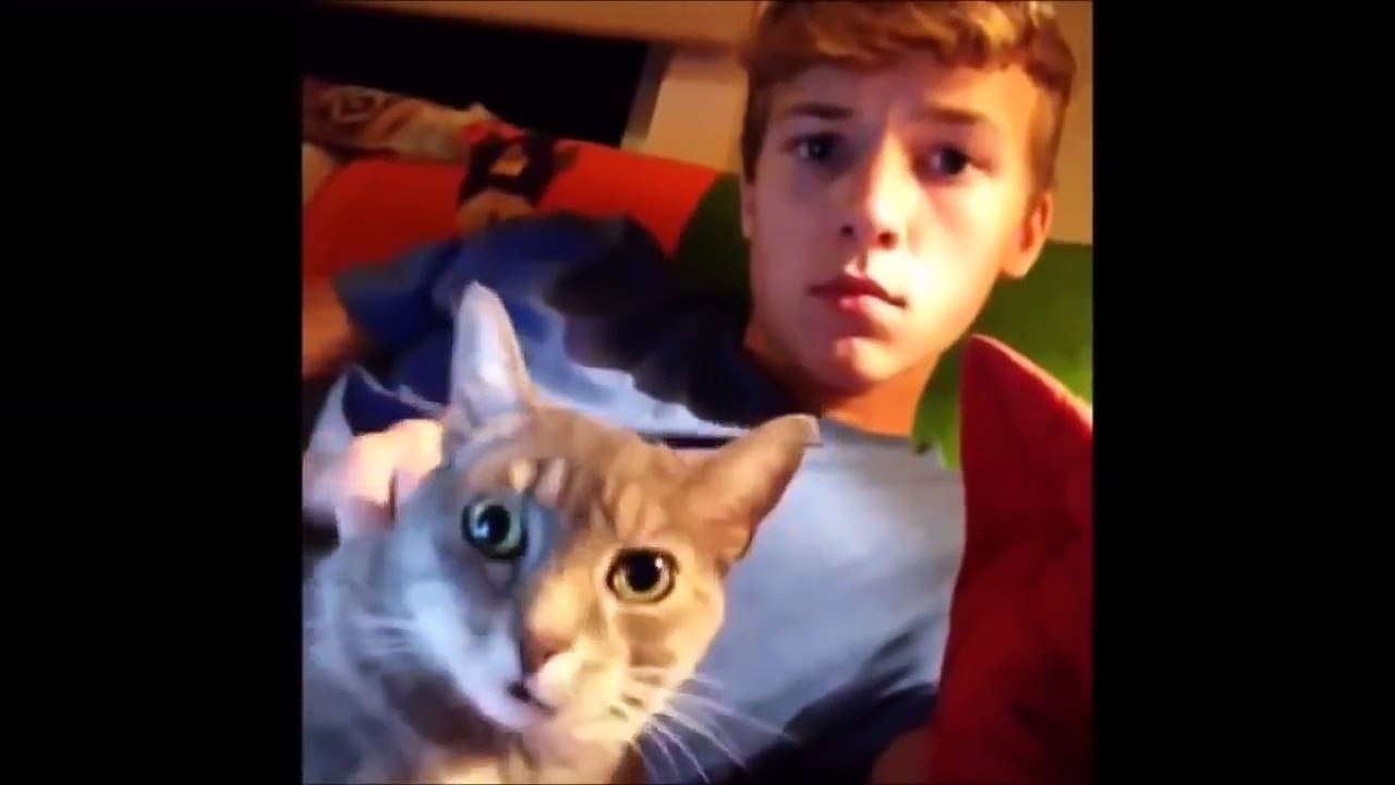 Gatos Engraçados    Gatos Chistosos y Divertidos    funny videos cats