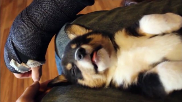 PRETZELS FOR DOGS DIY Dog Treats Pretzel Dog Cookies Snow Dogs Snacks