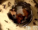 Fast motion of Polyrhachis dives eating meat