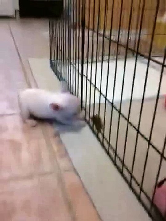 Baby Peanut Wants Her Treat!