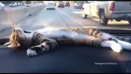 Kitty enjoys cat nap in moving car