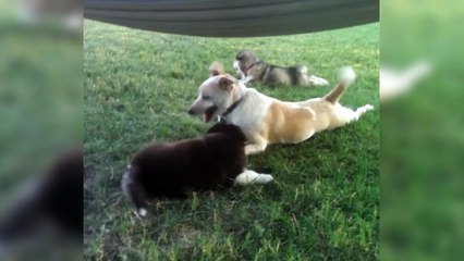 Dog Tells Puppy to Shh