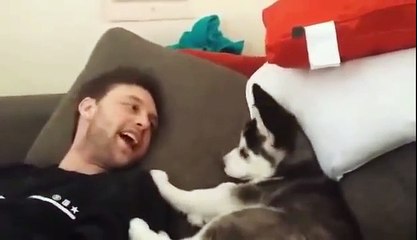 Husky puppy argues w_ Aaron D-Boyy Dissell & Puts foot in mouth