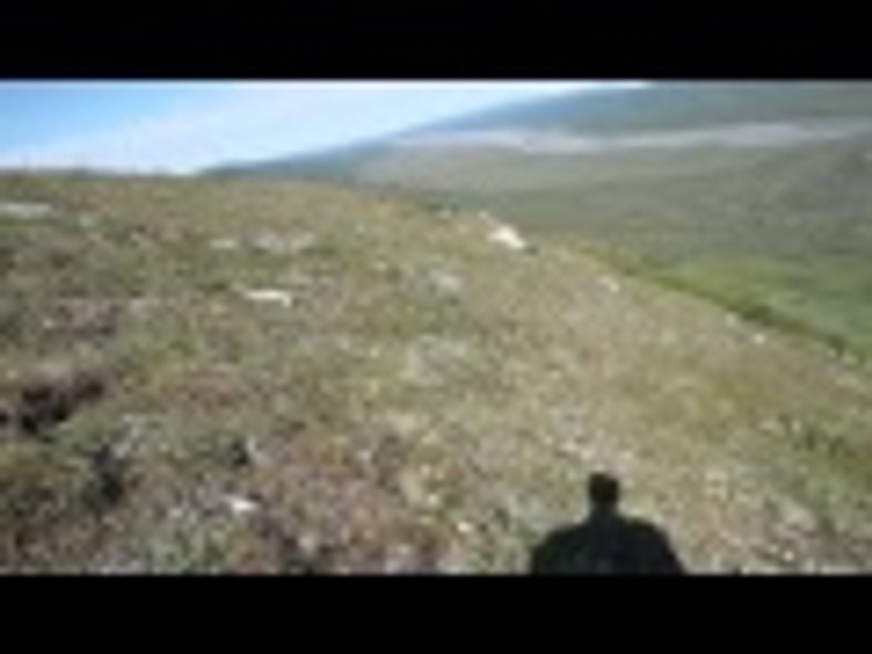 Bear encounter