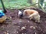 Dog meets pig