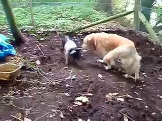 Dog meets pig