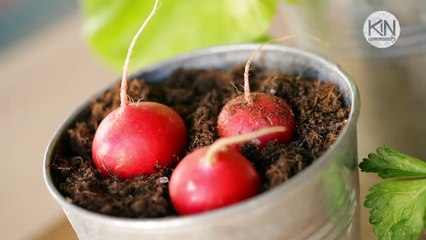 Comment faire pousser un baniwi ?