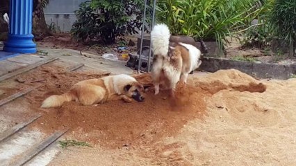 Un chien pas très sympa