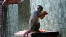 Feeding Time for the Monkeys