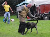 PCE e.V. Perro de Presa  Canario Kennel de la Legion Working