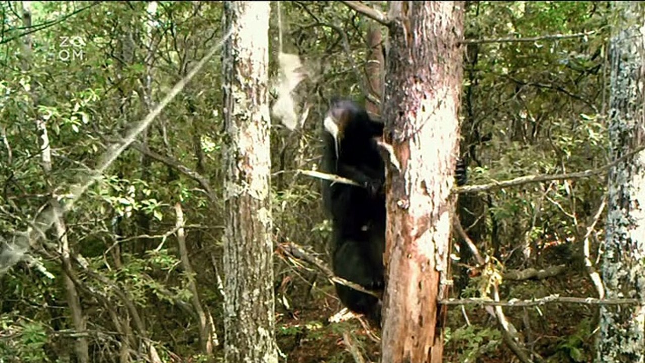 Krásy Apalačských hor -dokument (www.Dokumenty.TV) cz/ sk