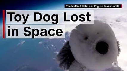 Toy dog sent to space sparks social media search