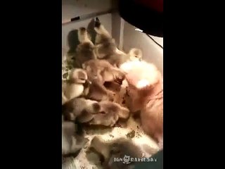 ネコとヒナのおしくらまんじゅう