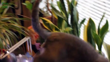 Funny Cats and Kittens Meowing Compilation 2016