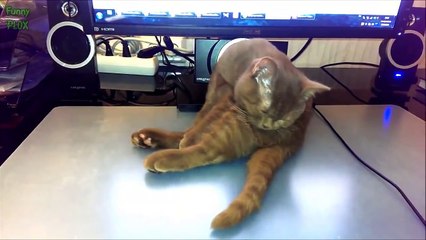 Funny Cats Sleeping in Weird Positions Compilation 2016