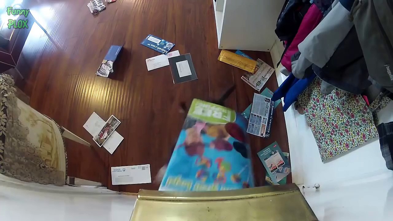 Funny Dogs Helping with Mail Compilation 2016