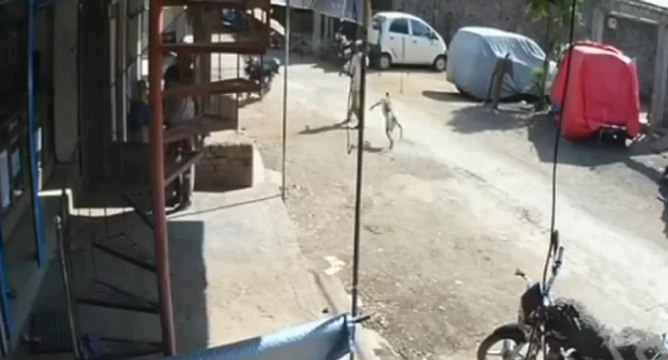 Un singe met un gros coup de pied dans le dos d'un homme