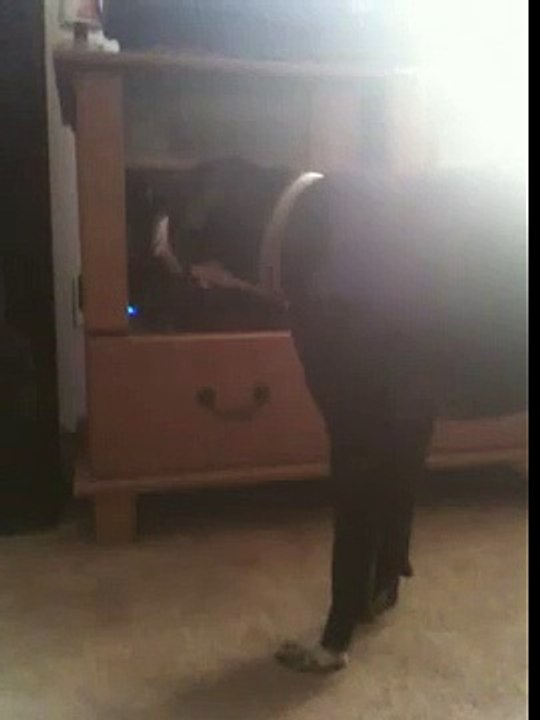 German Shorthaired Pointer barking