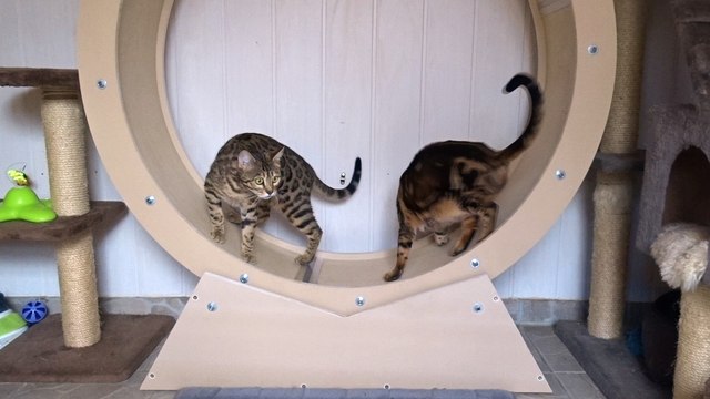 Maracaja Shanti of Hypnotic'Bengal