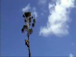 Cutting tree goes Wrong
