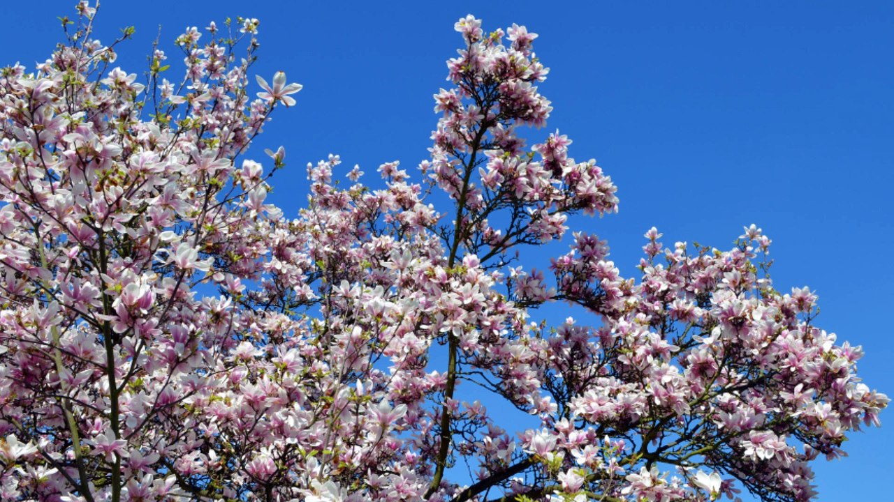 MAGNOLIA - relax, lay back, meditate with blossoms and music. MAGNOLIEN - Meditation. Entspannung, relaxen mit Blüten und Musik. .
